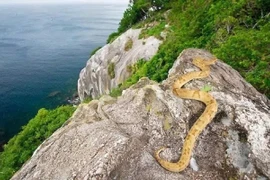 Rùng mình hòn đảo nguy hiểm toàn rắn độc, không ai dám tới