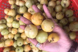 Các loại quả rừng độc đáo được dân thành phố cực kỳ ưa chuộng