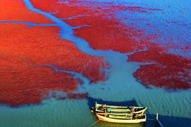 Kinh ngạc khung cảnh thơ mộng “Biển Đỏ” của Trung Quốc