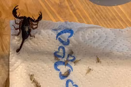 Hoảng hồn phát hiện 18 con bọ cạp sống trong vali du lịch