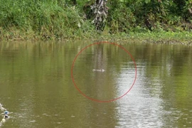 Cảnh báo cá sấu xuất hiện trong ao hồ, kênh rạch ở Bạc Liêu