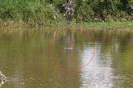 Cảnh báo cá sấu xuất hiện trong ao hồ, kênh rạch ở Bạc Liêu