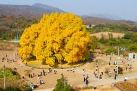 Cây ngân hạnh 800 năm tuổi vàng rực ở Hàn Quốc khi thu sang