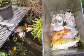 Rái cá ăn sạch đàn cá Koi, chủ nhà bất lực chịu mất mát
