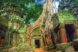 Vẻ đẹp ma mị những địa điểm bỏ hoang bị thực vật xâm lấn