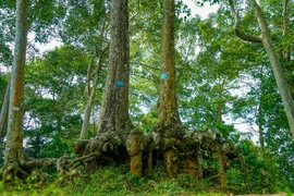 Khám phá đô thị 'chữa lành' đặc biệt của miền Tây sông nước