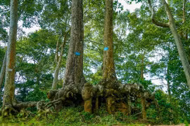 Khám phá đô thị 'chữa lành' đặc biệt của miền Tây sông nước