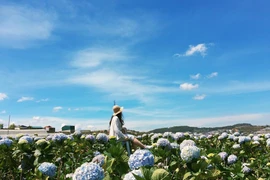 Tháng 10 rồi, lên kế hoạch check-in những đồng hoa dưới đây ngay thôi