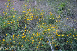 Hương sắc hoa dã quỳ đắm say lòng người ở Mộc Châu