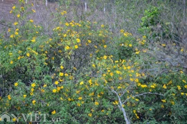 Hương sắc hoa dã quỳ đắm say lòng người ở Mộc Châu