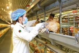 DBC giúp quỹ Phần Lan 'thắng' VN-Index nhưng vẫn bị chốt lời