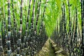 Một doanh nghiệp mía đường sắp trả cổ tức khủng 200% cho cổ đông