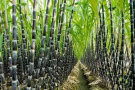 Một doanh nghiệp mía đường sắp trả cổ tức khủng 200% cho cổ đông