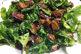 Ám ảnh món từ loài bọ xít vừa hôi vừa có thể gây mù lòa 