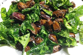 Ám ảnh món từ loài bọ xít vừa hôi vừa có thể gây mù lòa 