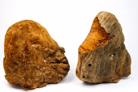 Nấm thượng hoàng mọc trên cây dâu tằm cực đại bổ