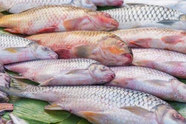 5 loại cá nếu ăn nhiều sẽ khiến gan thận hỏng hết 