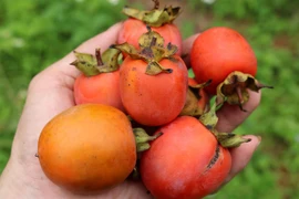 Người đàn ông suýt chết vì ăn tới 20 quả hồng trong 2 ngày 