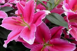 Cảnh giác với những loại hoa ngày Tết đẹp nhưng “độc”