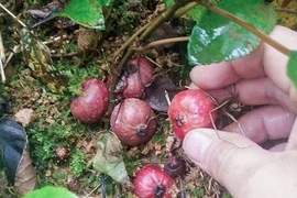 Vị đặc biệt của Sung tico mọc đầy trên núi