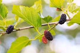 "Lá tiên" mọc đầy vùng quê, vừa bổ gan dưỡng da vừa cải thiện thị lực