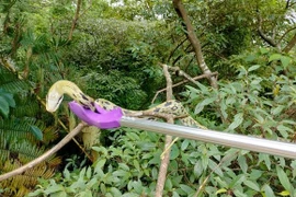 Đang giặt quần áo bên sông, choáng váng khi đụng độ quái vật khổng lồ 