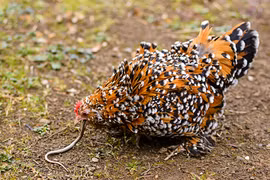 Tưởng gà ăn giun đất khổng lồ, lại gần thấy độc vật ghê rợn