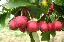 Giá trị dinh dưỡng cực cao của quả Sơn trà không phải ai cũng biết