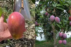 Vì sao xoài “trứng của mặt trời” Miyazaki đắt nhất thế giới?