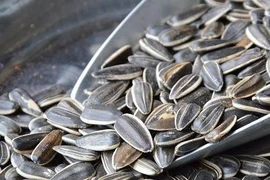 Lưu ý 3 loại hạt hướng dương ăn vào kích thích tế bào ung thư