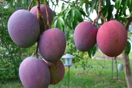 Giống xoài “trứng của mặt trời” đắt nhất thế giới có gì đặc biệt?