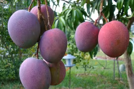 Giống xoài “trứng của mặt trời” đắt nhất thế giới có gì đặc biệt?