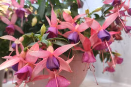 Giật mình 3 loại cây hoa đẹp nhưng độc, khiến cả nhà suy yếu 