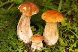 Gọi cảnh sát rồi nói nhảm, nào ngờ được cứu sống ngoạn mục