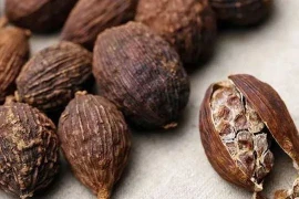 Không thể bỏ qua loại quả dại là 'báu vật trên núi'