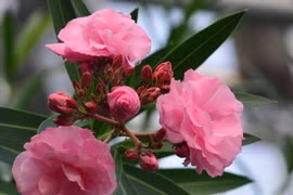 Nếu không muốn chết sớm thì chớ dại trồng 4 loại hoa đẹp này trong nhà 