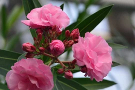 Nếu không muốn chết sớm thì chớ dại trồng 4 loại hoa đẹp này trong nhà 