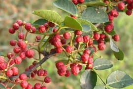 Mỡ bụng tiêu tan kinh ngạc nếu đặt thứ này vào rốn