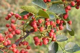 Mỡ bụng tiêu tan kinh ngạc nếu đặt thứ này vào rốn