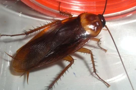 Cảm giác có vật lạ vùng kín, đi khám bác sĩ sốc nặng