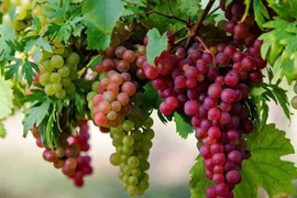 Rửa nho bằng nước càng rửa càng bẩn, phải học ngay mẹo sau 