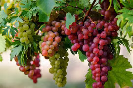 Rửa nho bằng nước càng rửa càng bẩn, phải học ngay mẹo sau 