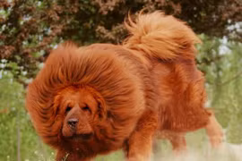 Cha mẹ hối hận cả đời khi để con nhỏ chơi với chó cưng