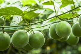 Thứ quả ngọt gấp 300 lần đường, cực nhuận tràng bổ phế 