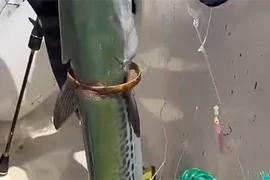 Quái ngư tự mang vàng chuộc thân, ngư phủ bàng hoàng 