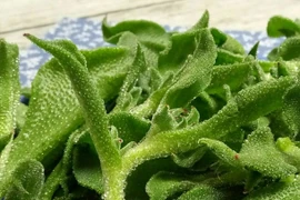 Loại rau quý tộc là thần dược cho người bệnh mỡ máu