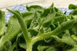 Loại rau quý tộc là thần dược cho người bệnh mỡ máu