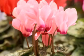 Cảnh giác 3 loại cây hoa đẹp nhưng độc 