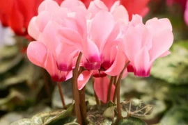 Cảnh giác 3 loại cây hoa đẹp nhưng độc 