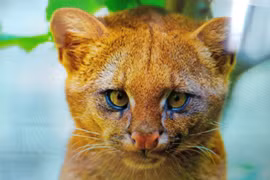 Tưởng nhặt được mèo con, sửng sốt phát hiện sinh vật quý hiếm